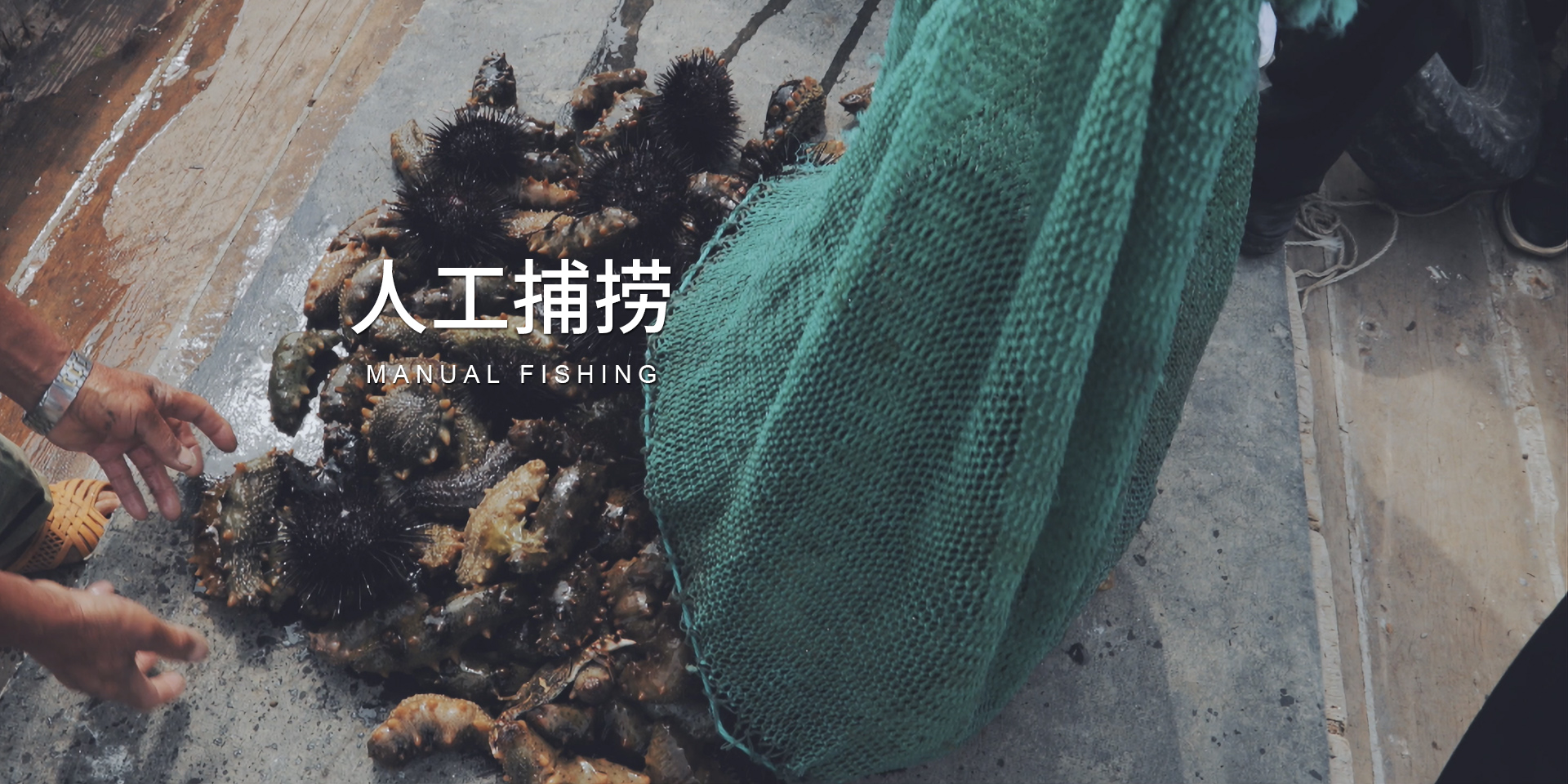 人工捕撈的砣磯島海參