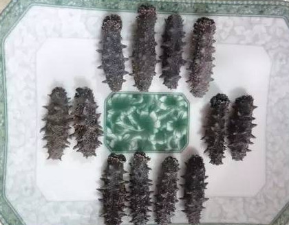 供應(yīng)高檔干海參禮盒，傳統(tǒng)晾曬